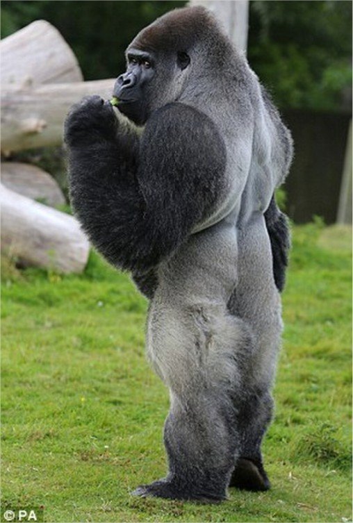 amban-un-gorila-que-se-para-como-un-humano-2.jpg