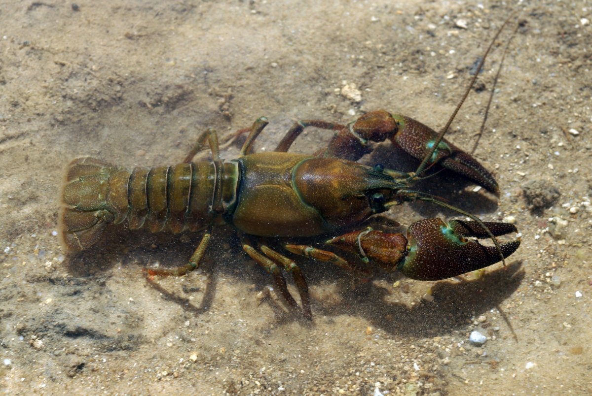 Pacifastacus_leniusculus_01_by-dpc.jpg